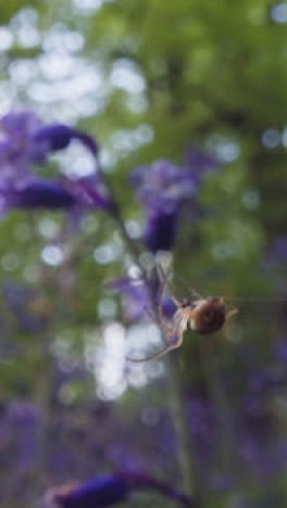 Vertikales-Video,-Nahaufnahme,-Spinnennetz,-Wald,-Glockenblumen,-Die-Britische-Landschaft-Wachsen